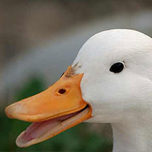 Duck